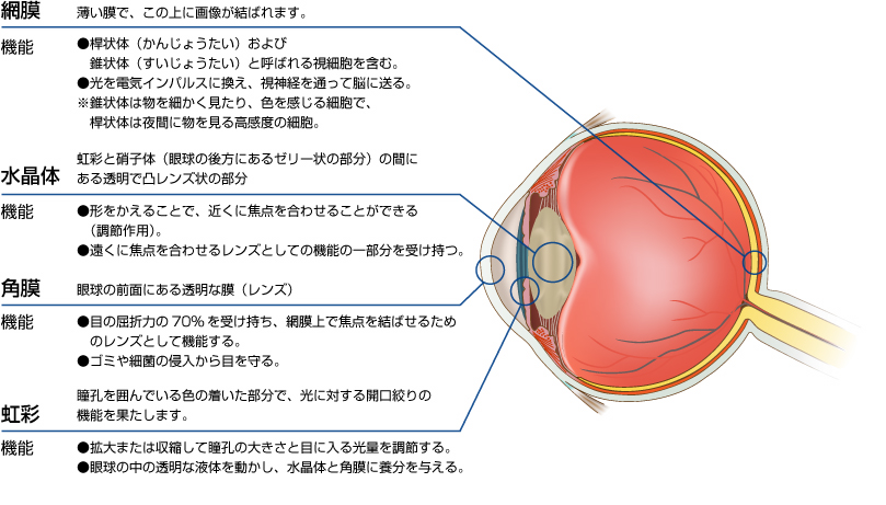 網膜とは、薄い膜で、この上に画像が結ばれます。桿状体（かんじょうたい）および錐状体（すいじょうたい）と呼ばれる視細胞を含みます。光を電気インパルスに換え、視神経を通って脳に送ります。錐状体は物を細かく見たり、色を感じる細胞で、桿状体は夜間に物を見る高感度の細胞です。

水晶体とは、虹彩と硝子体（眼球の後方にあるゼリー状の部分）の間にある透明で凸レンズ状の部分です。形をかえることで、近くに焦点を合わせることができます。（調節作用）。遠くに焦点を合わせるレンズとしての機能の一部分を受け持ちます。

角膜とは、眼球の前面にある透明な膜（レンズ）です。目の屈折力の70%を受け持ち、網膜上で焦点を結ばせるためのレンズとして機能します。ゴミや細菌の侵入から目を守ります。

虹彩とは、瞳孔を囲んでいる色の着いた部分で、光に対する開口絞りの機能を果たします。拡大または収縮して瞳孔の大きさと目に入る光量を調節します。眼球の中の透明な液体を動かし、水晶体と角膜に養分を与えます。